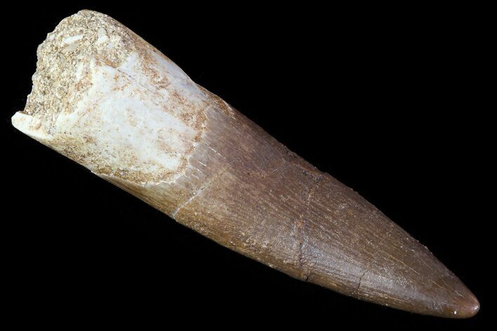 Fossil Plesiosaur (Zarafasaura) Tooth - Morocco #81921